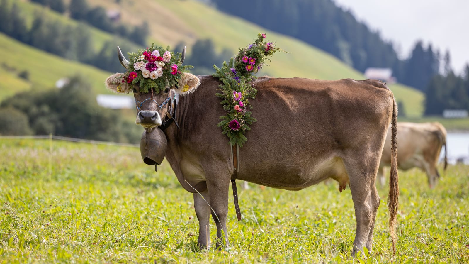 Alpabzug