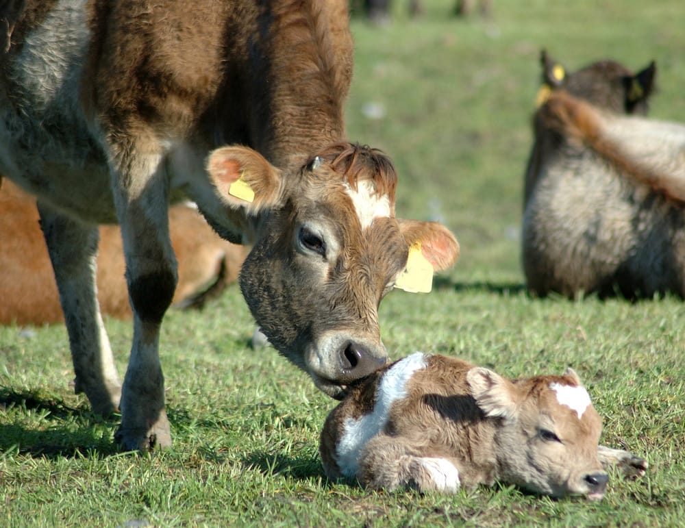 Mutterkuh leckt Kalb, welches auf der Wiese liegt