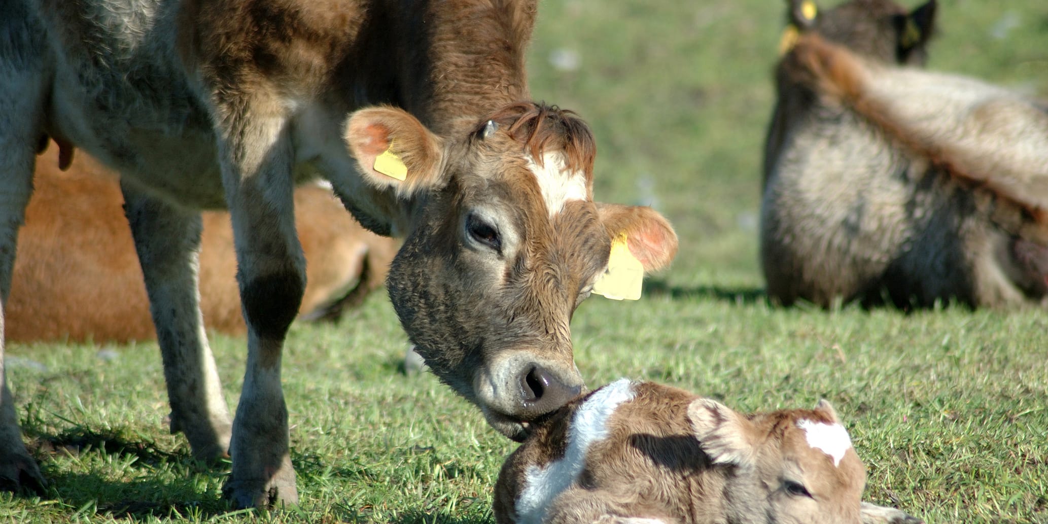Mutterkuh leckt Kalb, welches auf der Wiese liegt
