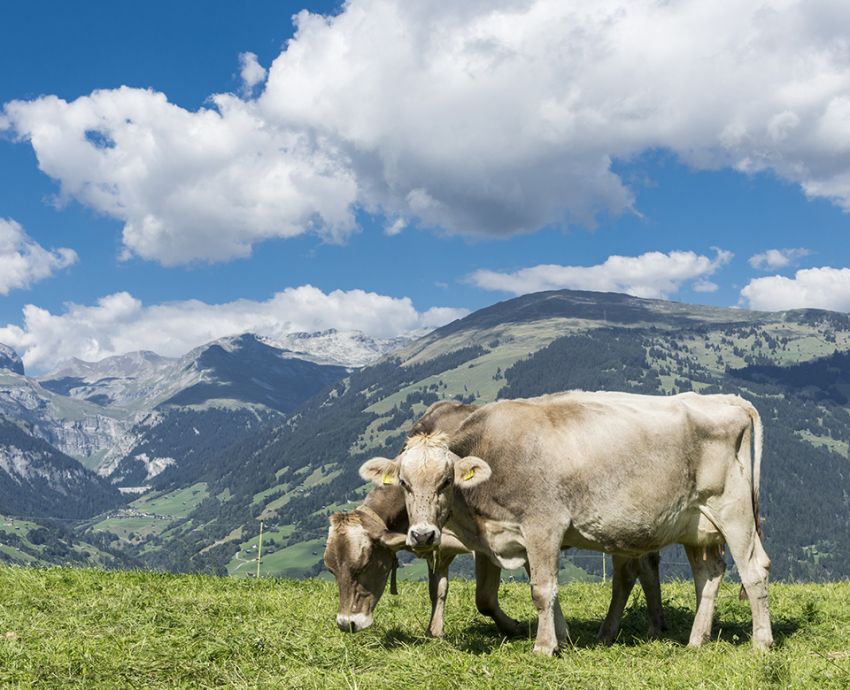 Zwei Kühe Grasen auf der Wiese. Im Hintergrund Berge und blauer Himmel mit Wolken.