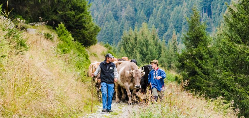 Kühe mit Bauern beim Abstieg von der Alp beim Alpabzug in Brigels