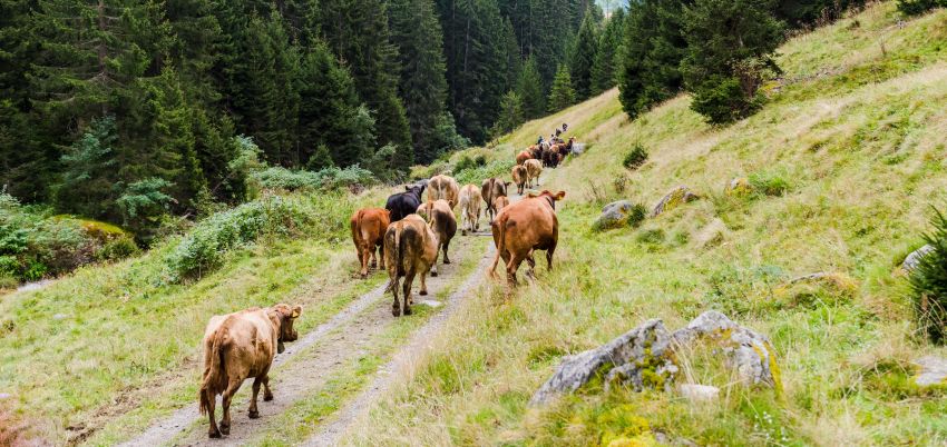 Kühe beim Abstieg von der Alp beim Alpabzug in Brigels